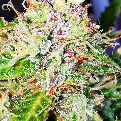 Zosks growlog timeline photo