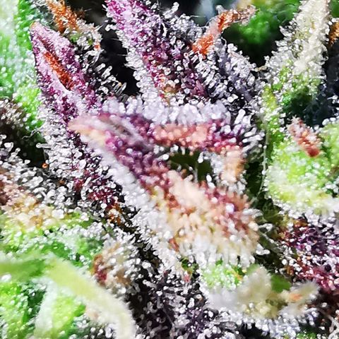 Zosks growlog timeline photo