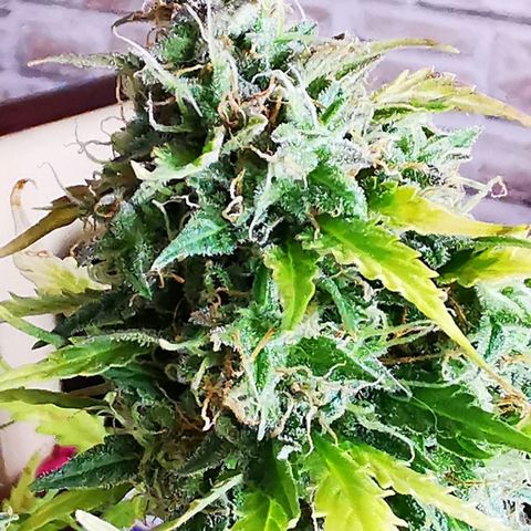 Zosks growlog timeline photo