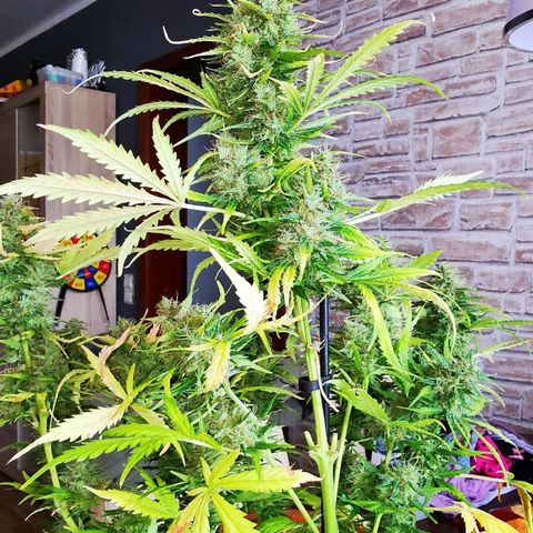 Zosks growlog timeline photo