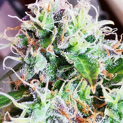 Zosks growlog timeline photo