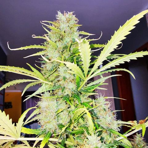 Zosks growlog timeline photo