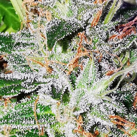 Zosks growlog timeline photo