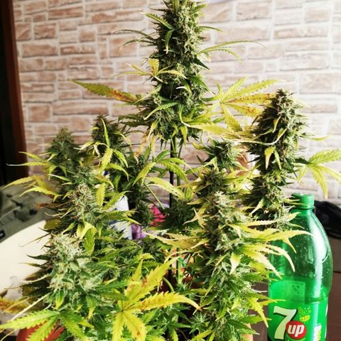 Zosks growlog timeline photo