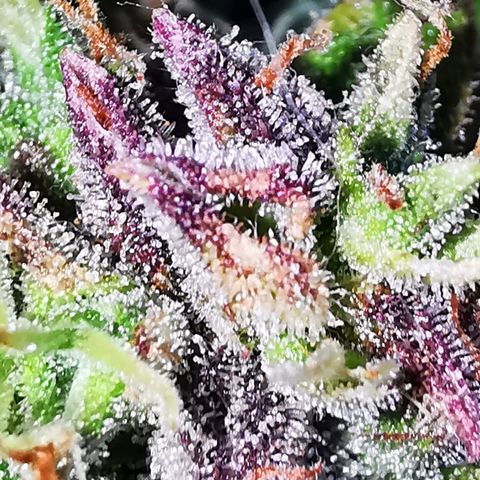 Zosks growlog timeline photo
