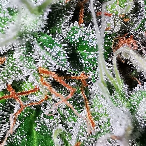 Zosks growlog timeline photo