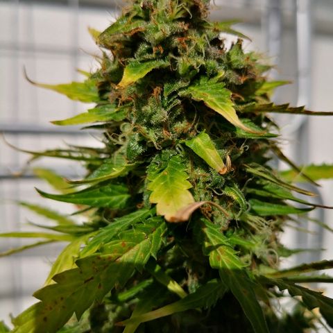 Zosks growlog timeline photo