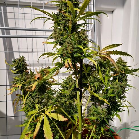 Zosks growlog timeline photo