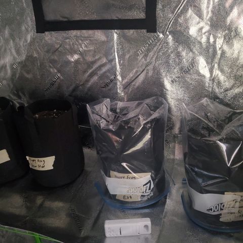 Critical Kush Auto growlog timeline photo