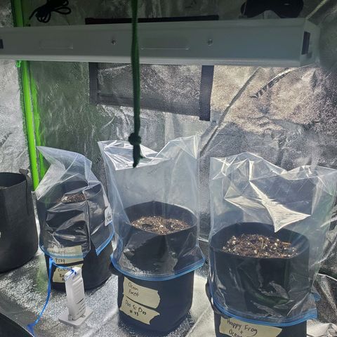 Critical Kush Auto growlog timeline photo
