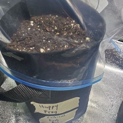 Critical Kush Auto growlog timeline photo