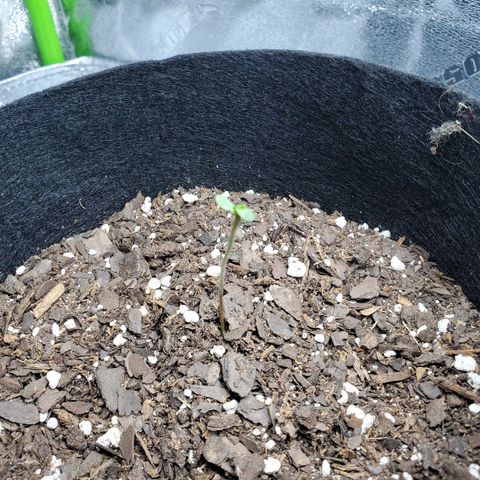 Critical Kush Auto growlog timeline photo