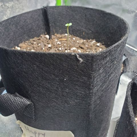 Critical Kush Auto growlog timeline photo