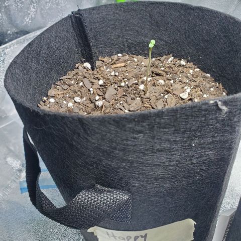 Critical Kush Auto growlog timeline photo