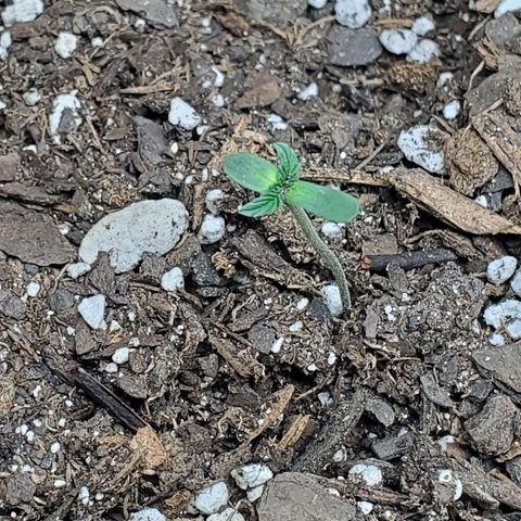 Critical Kush Auto growlog photo: 1st set of leaves coming in