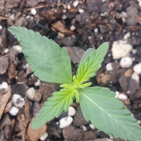 Critical Kush Auto growlog timeline photo