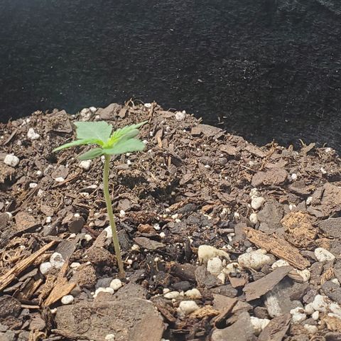 Critical Kush Auto growlog timeline photo