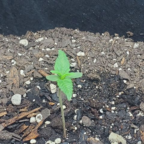 Critical Kush Auto growlog timeline photo