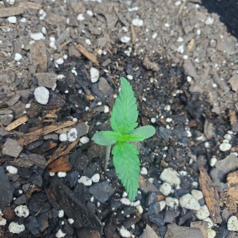 Critical Kush Auto growlog timeline photo