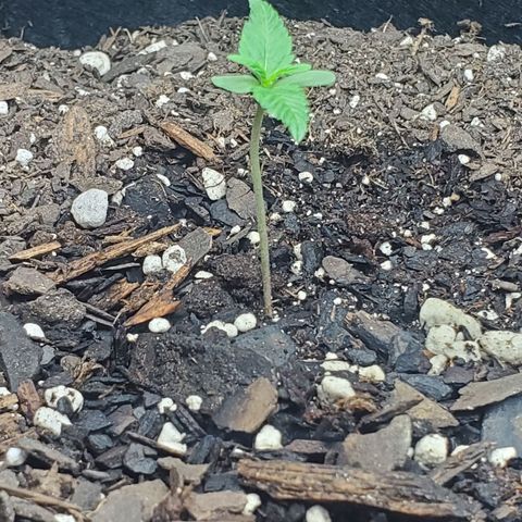 Critical Kush Auto growlog timeline photo