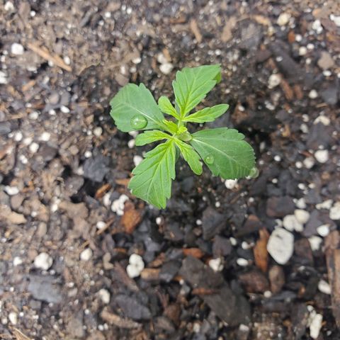 Critical Kush Auto growlog photo: Water and nutrients today