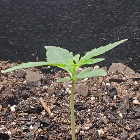 Critical Kush Auto growlog timeline photo