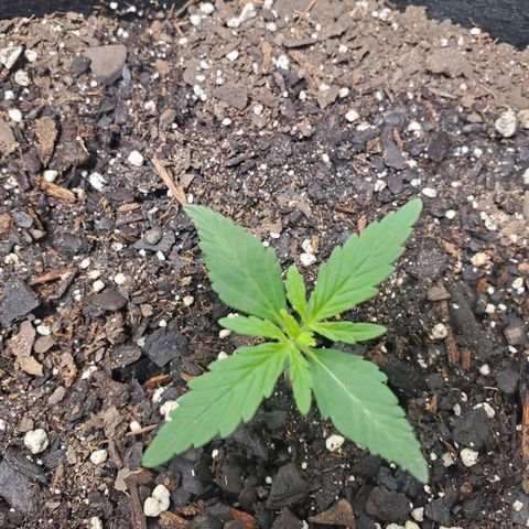 Critical Kush Auto growlog timeline photo