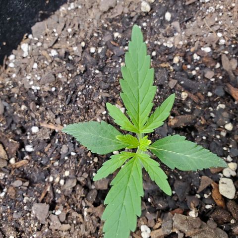 Critical Kush Auto growlog timeline photo