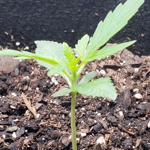 Critical Kush Auto growlog timeline photo
