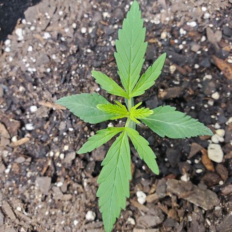 Critical Kush Auto growlog timeline photo