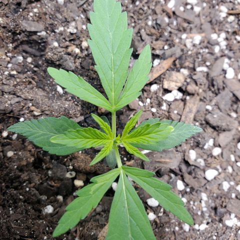 Critical Kush Auto growlog timeline photo