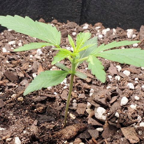 Critical Kush Auto growlog timeline photo