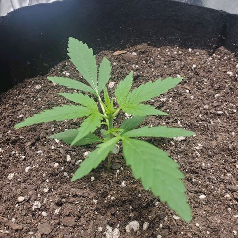 Critical Kush Auto growlog timeline photo
