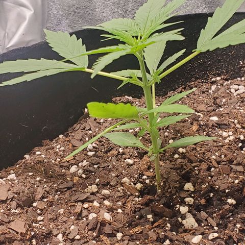 Critical Kush Auto growlog timeline photo