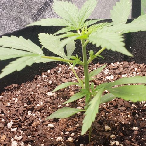 Critical Kush Auto growlog timeline photo