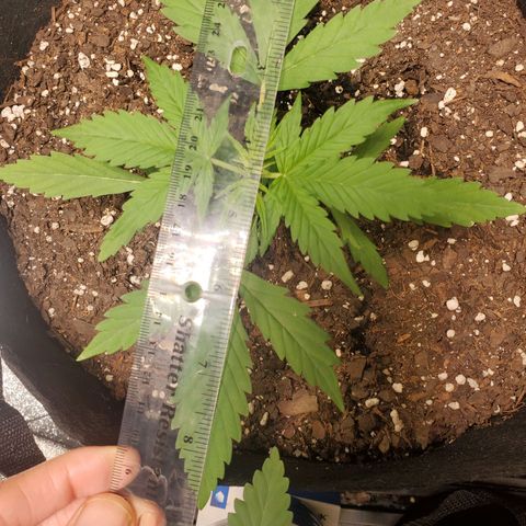 Critical Kush Auto growlog timeline photo