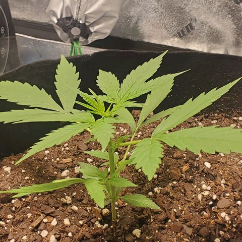 Critical Kush Auto growlog timeline photo