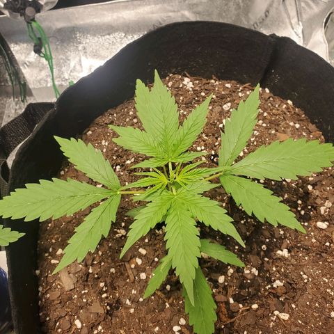 Critical Kush Auto growlog timeline photo