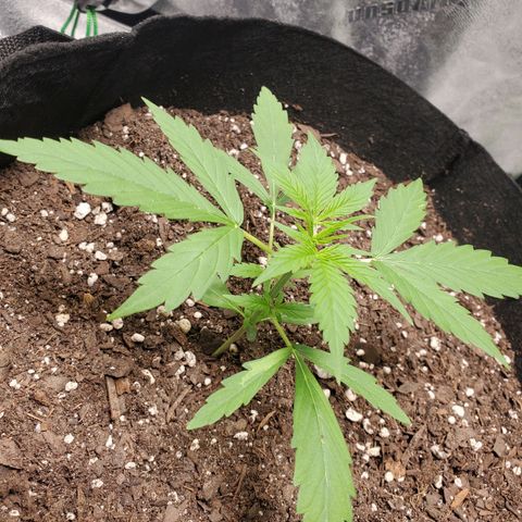 Critical Kush Auto growlog timeline photo