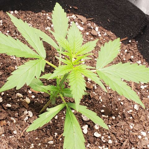 Critical Kush Auto growlog timeline photo
