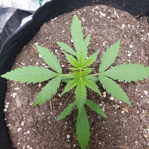 Critical Kush Auto growlog timeline photo