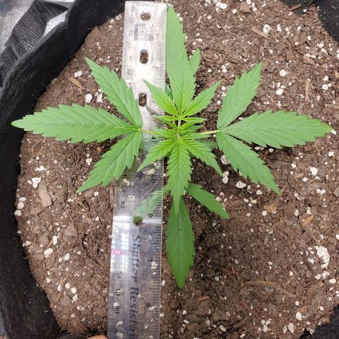 Critical Kush Auto growlog timeline photo