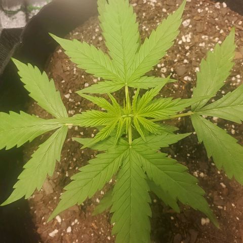 Critical Kush Auto growlog timeline photo