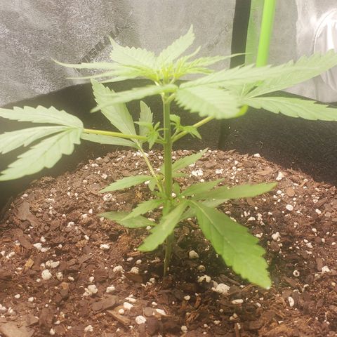 Critical Kush Auto growlog timeline photo