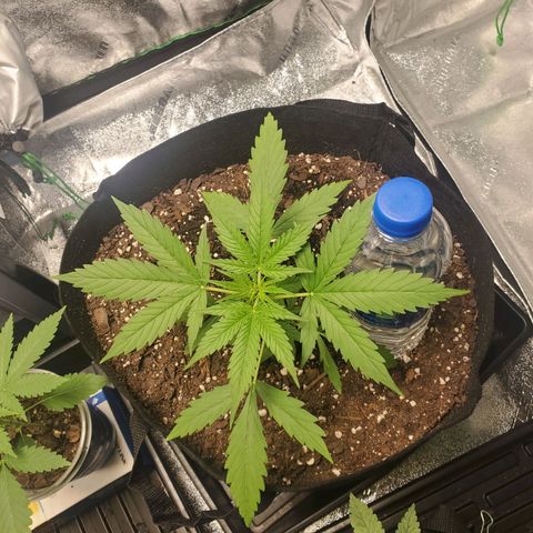 Critical Kush Auto growlog timeline photo