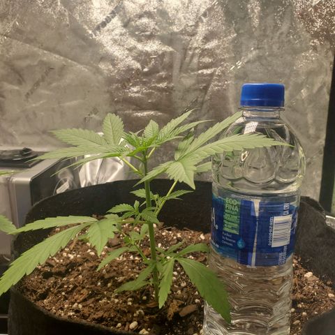 Critical Kush Auto growlog timeline photo