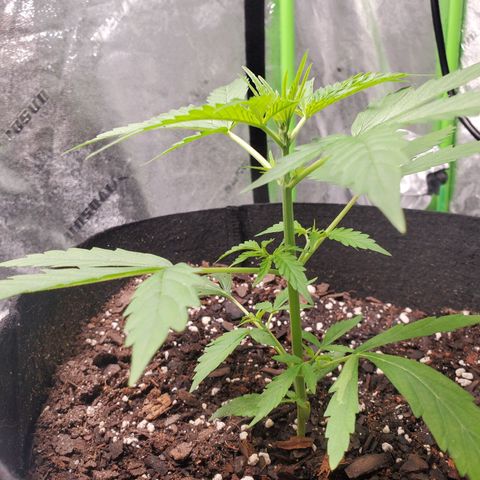 Critical Kush Auto growlog timeline photo