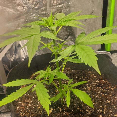Critical Kush Auto growlog timeline photo