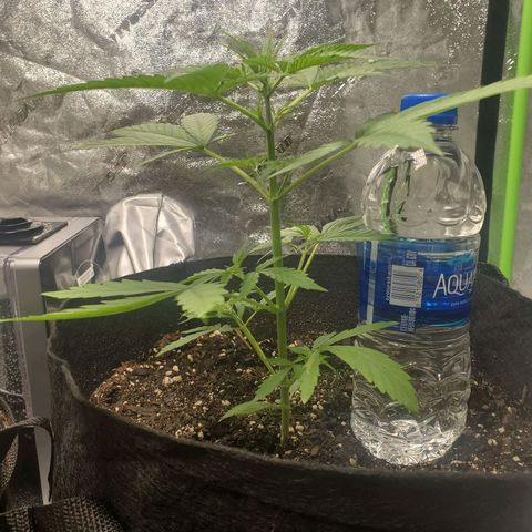 Critical Kush Auto growlog timeline photo