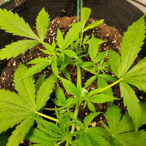 Critical Kush Auto growlog timeline photo